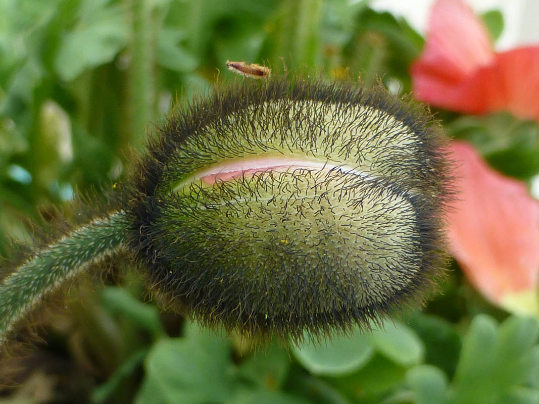 Papaver nudicaule sélections horticoles photo